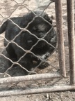 出售纯种高加索幼犬